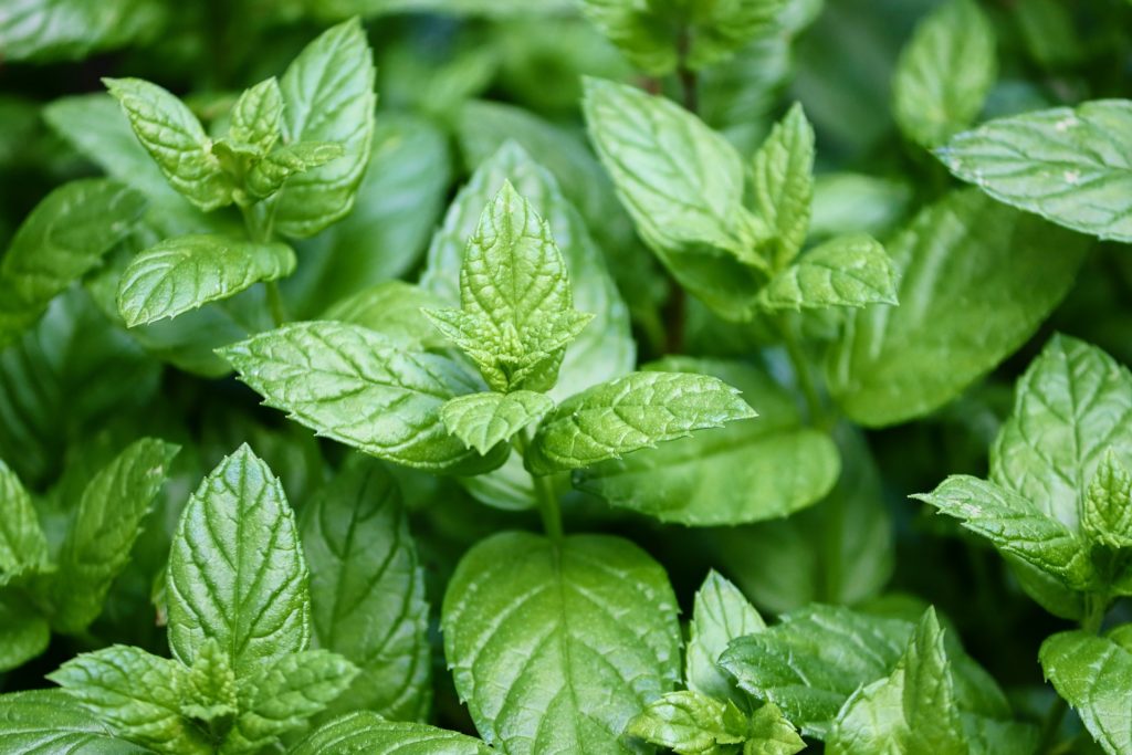 menthe poivrée pour la fabrication d'huile essentielle