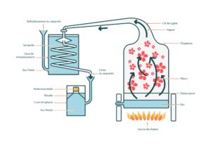 Distillation à la vapeur d'une huile essentielle