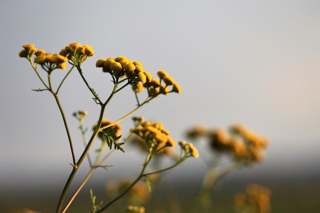 L'huile essentielle d'Hélichryse Italienne pousse en Corse notamment 